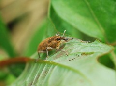 Lixus impressiventris