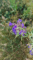 Anchusa officinalis
