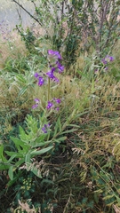 Anchusa officinalis