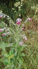 Cynoglossum officinale