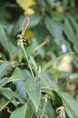 Justicia adhatodoides