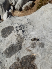 Lycia alpina