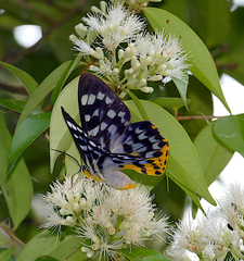 Dysphania glaucescens