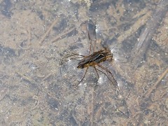 Gerris latiabdominis