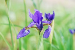 Iris sanguinea