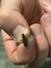 Ectobius lapponicus