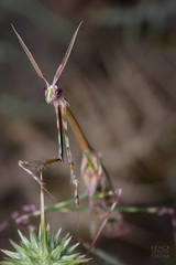 Empusa