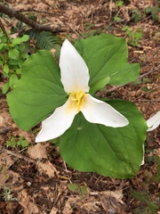 Trillium ovatum ovatum