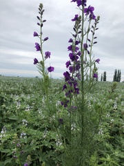 Consolida orientalis