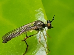 Dioctria linearis