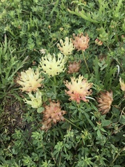 Trifolium fucatum