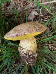 Butyriboletus