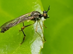 Dioctria linearis