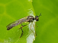 Dioctria linearis