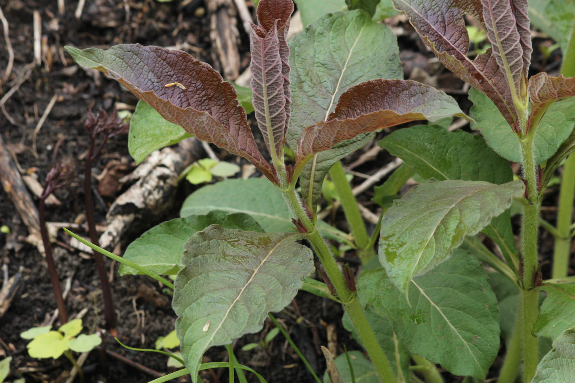 Triosteum aurantiacum var. illinoense