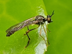Dioctria linearis