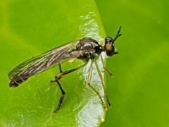 Dioctria linearis