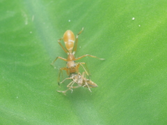 Myrmarachne clavigera