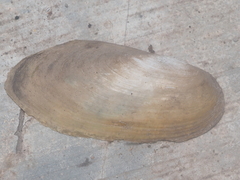 Pilsbryoconcha exilis