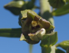 Epipactis provincialis