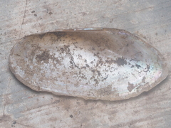 Pilsbryoconcha exilis