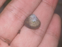 Corbicula javanica
