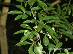 Euonymus carnosus