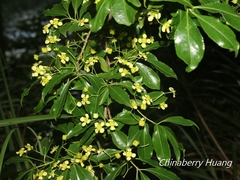 Euonymus carnosus