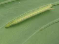 Eupanacra