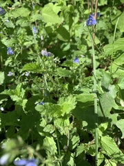 Pentaglottis sempervirens