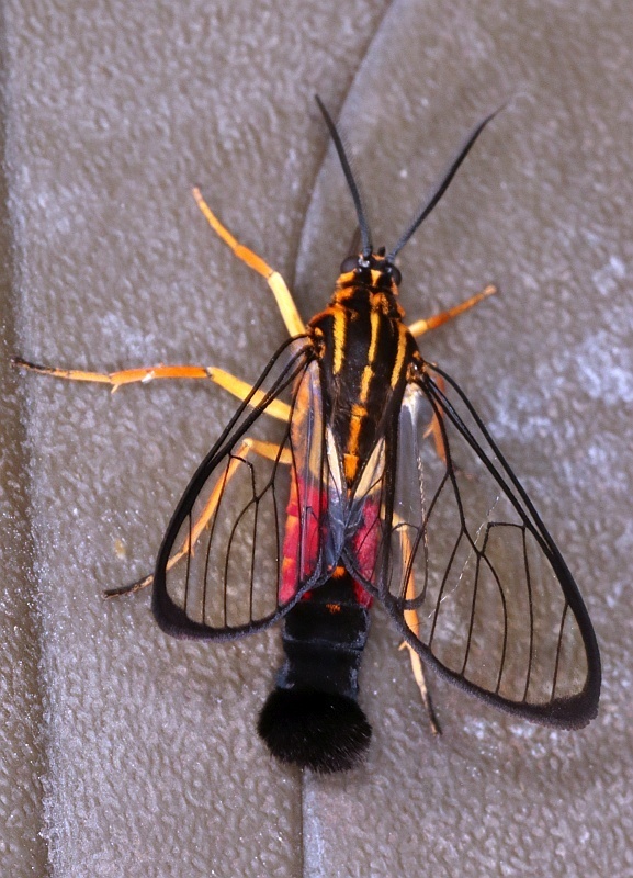 Corematura chrysogastra
