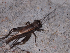 Loxoblemmus