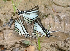 Neographium agesilaus