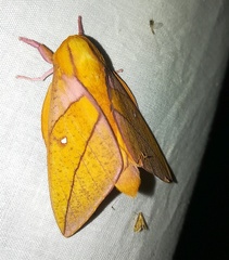 Adeloneivaia