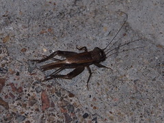 Loxoblemmus