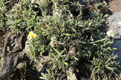 Helichrysum chionosphaerum