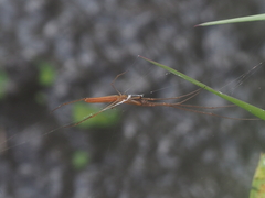 Tetragnatha