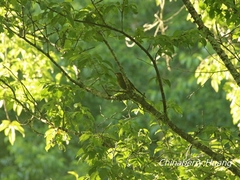 Liocichla steerii