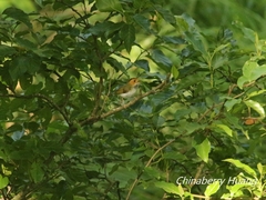 Abroscopus albogularis