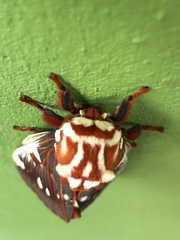 Citheronia splendens