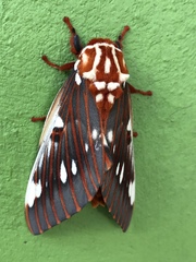 Citheronia splendens