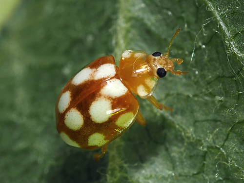 12-spot ladybird photo 5