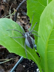 Pisaurina