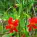 Red Bush Monkeyflower - Photo (c) Zack Abbey, some rights reserved (CC BY), uploaded by Zack Abbey