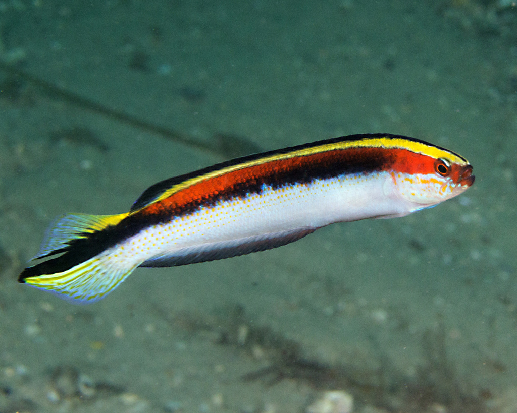 Eastern Hulafish