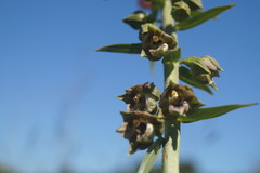 Epipactis provincialis