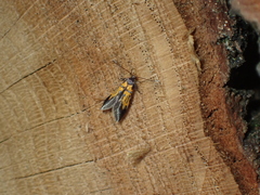 Schiffermuelleria schaefferella