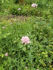 Valeriana dioica