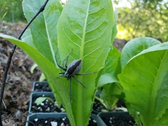 Pisaurina
