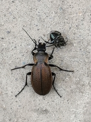 Carabus regalis